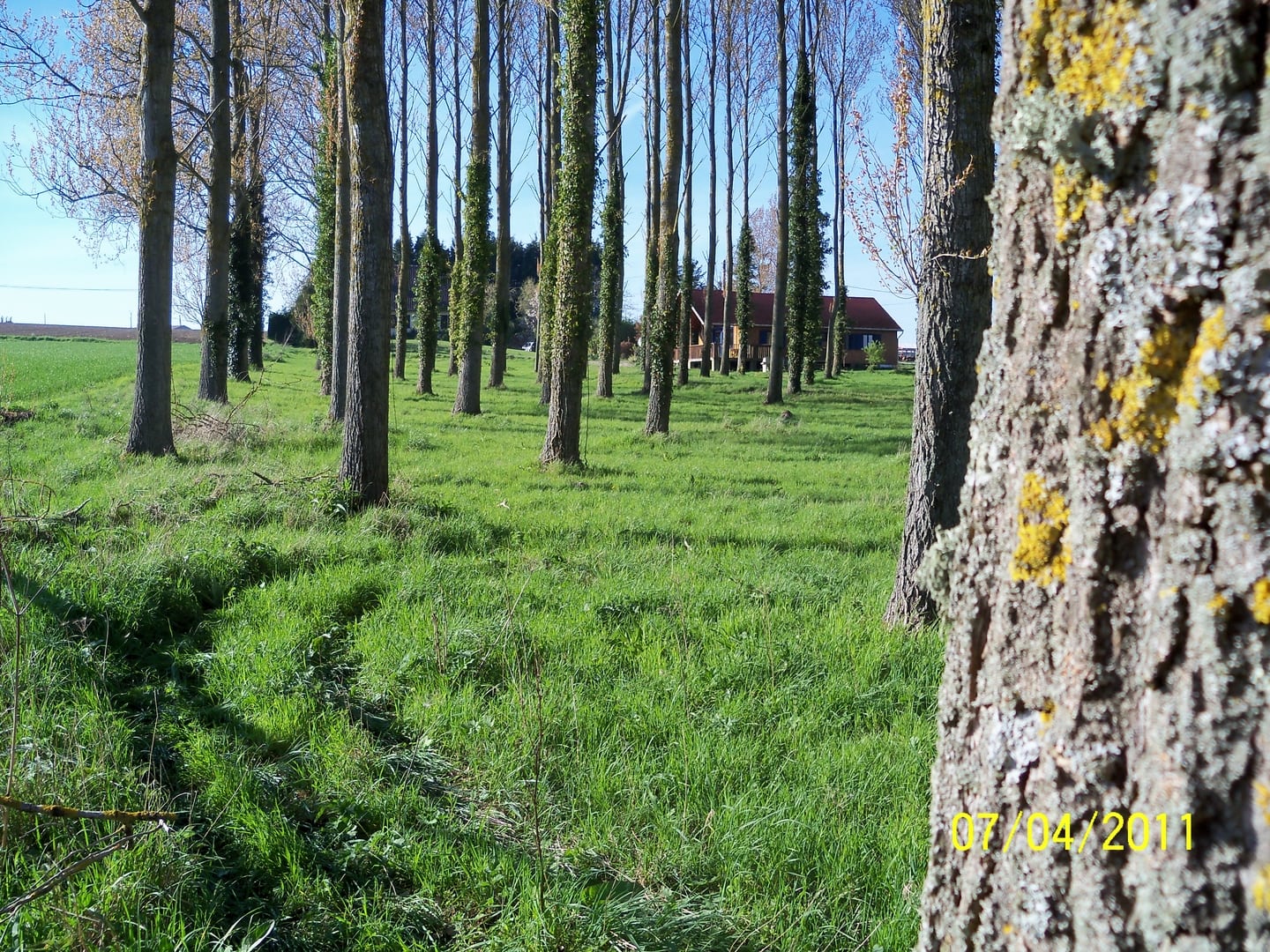 Terrain arboré du domaine